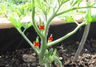 comment pincer les tomates