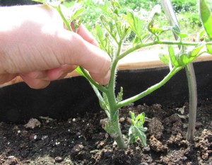 comment pincer les tomates